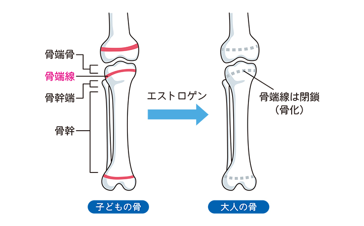 子供の骨 大人の骨 エストロゲン